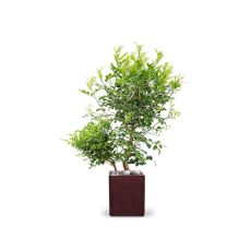관엽식물-청목-80